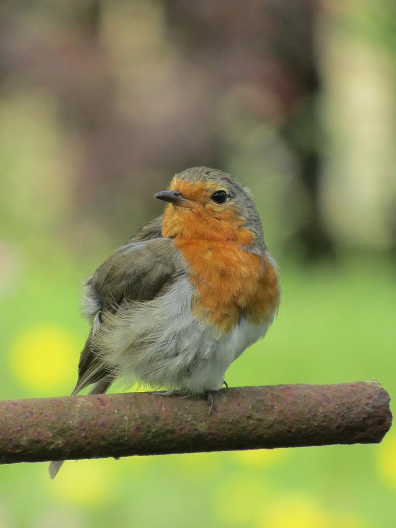 Photo of a Robin by Alfie Owen